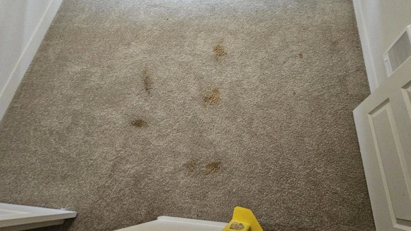 Heavy Urine and Stain Removal in a Portland Bedroom & Closet